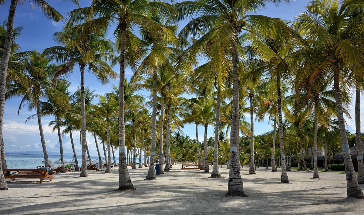 Resort pathway with palm trees