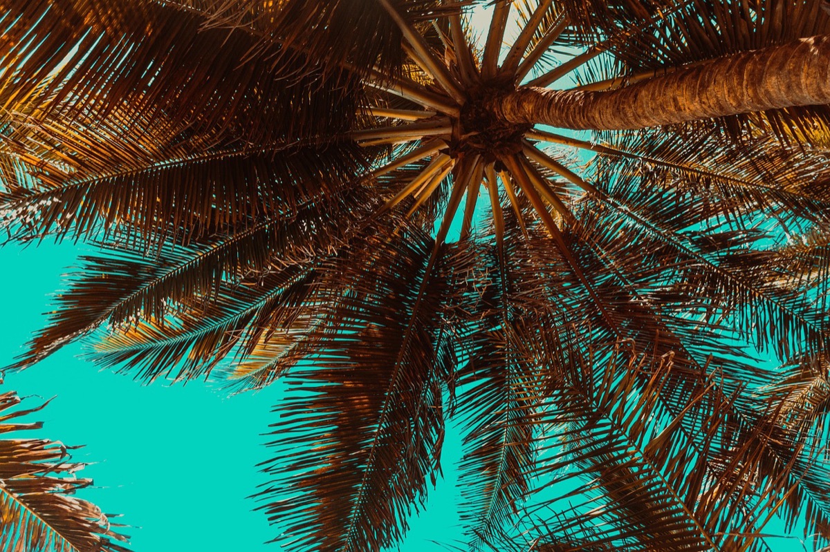 Luxury resort pathway with palm trees and landscaping